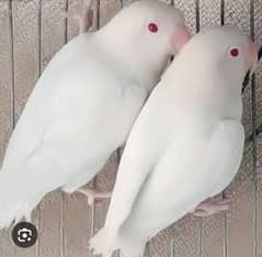 Albino Red eye pair for sale