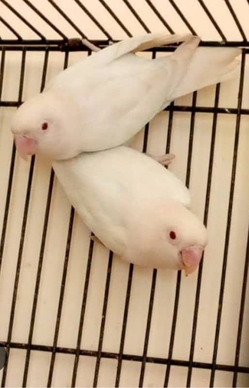 Albino Red eye pair for sale 1