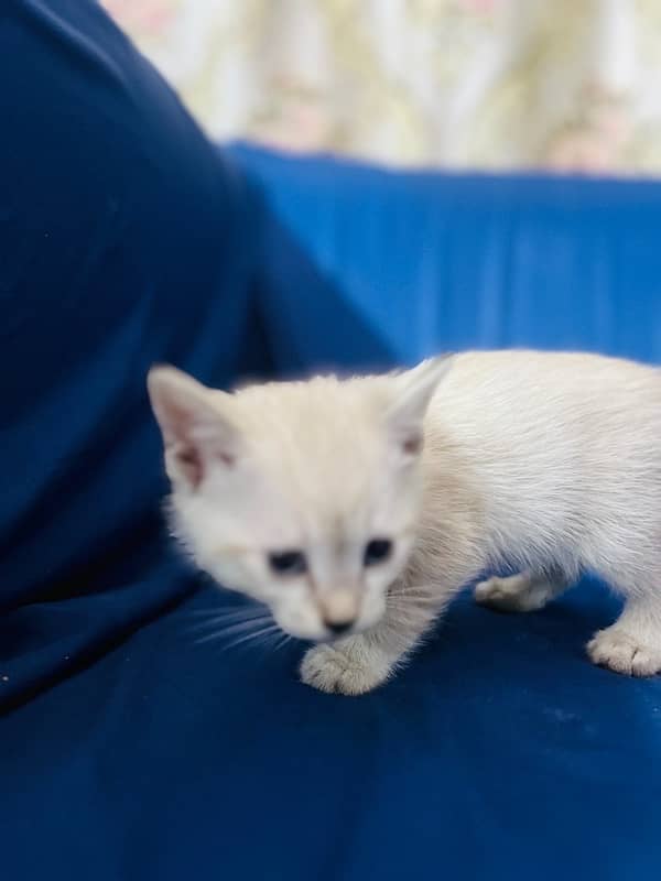 Siamese Kittens 1