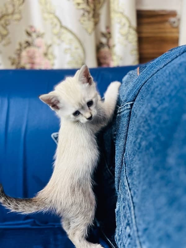 Siamese Kittens 2