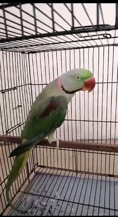 Talking Parrot / Raw Parrot / imported parrots