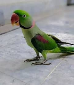 Kashmiri Raw Parrot Very Friendly For Urgent Sale