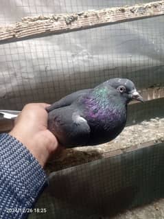 pigeon pair dubaz