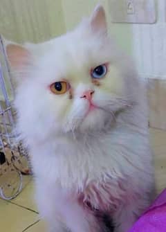 Percian Male Cat