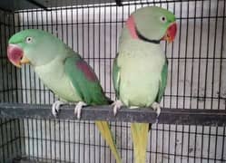 Kashmiri Raw Parrots Breeder Pair For Urgent Sale