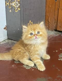 CASH ON DELIVERY(GIFT QUALITY KITTENS TRIPLE COATED FOR SALE)