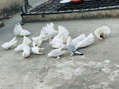 for sale fancy pigeon 8 pair