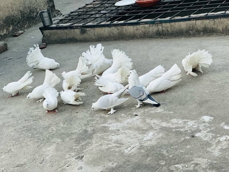 for sale fancy pigeon 8 pair 0