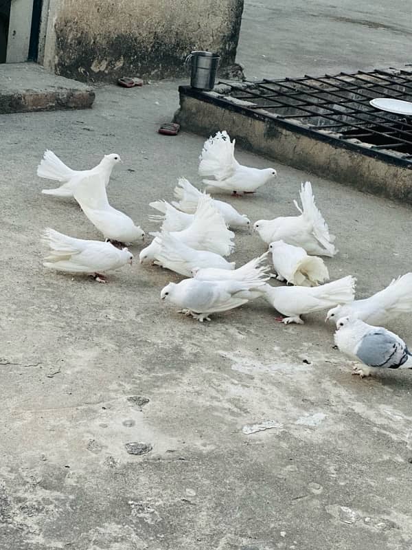 for sale fancy pigeon 8 pair 1