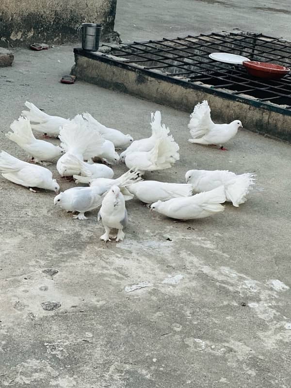 for sale fancy pigeon 8 pair 2