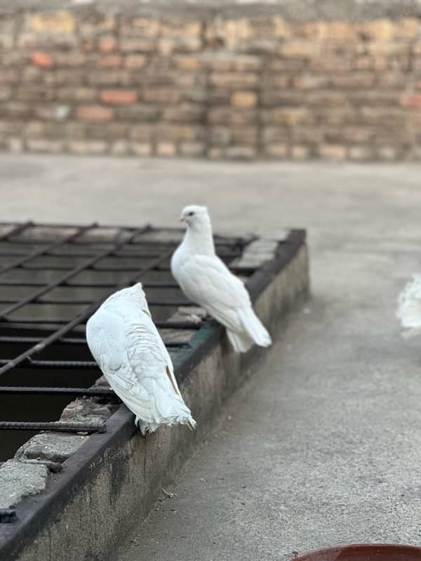 for sale fancy pigeon 8 pair 4