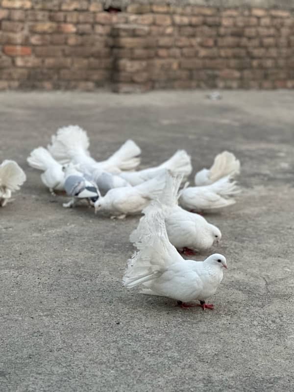 for sale fancy pigeon 8 pair 5