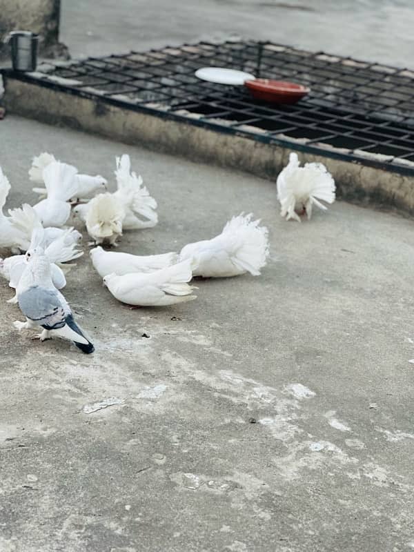 for sale fancy pigeon 8 pair 6