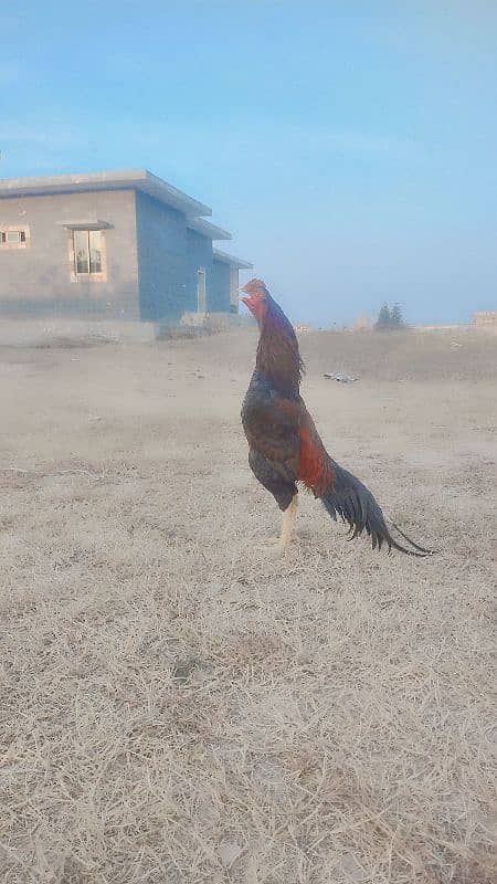 rampuri  mainwali aseel murga for sale 1