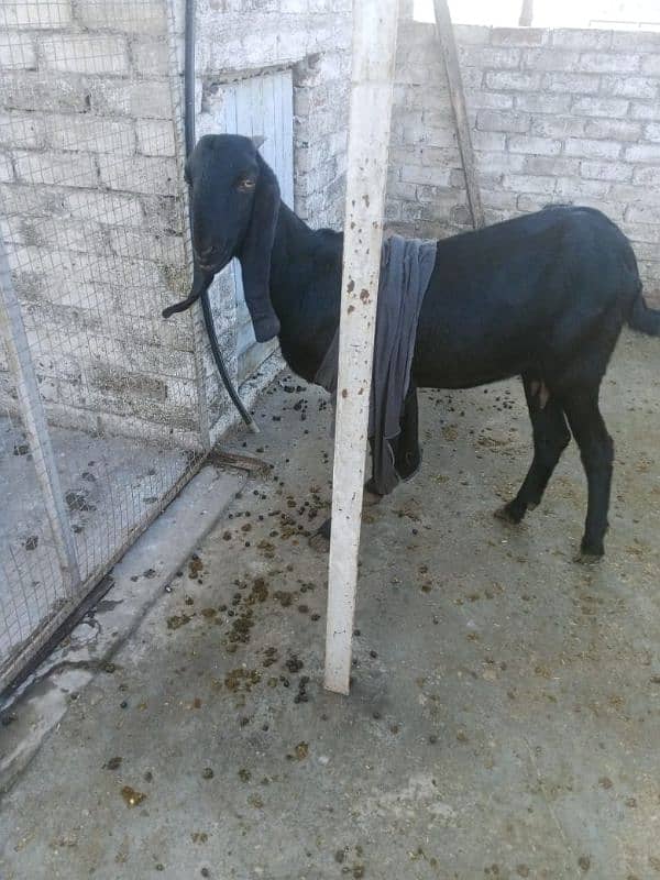 goats for sale 2