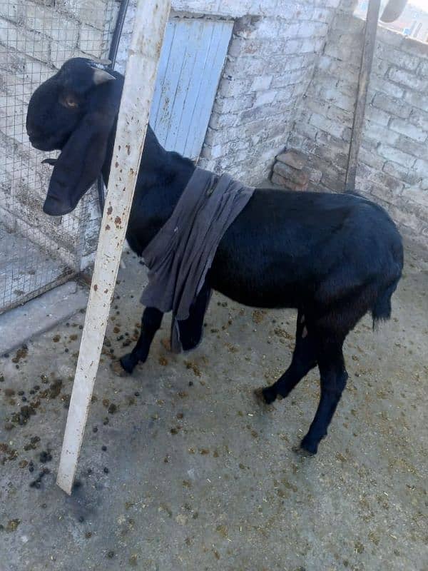 goats for sale 3