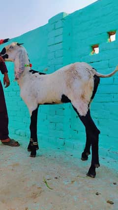 Ambartseri betal bakri for sale