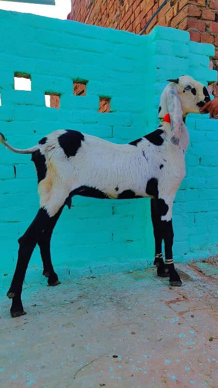 Ambartseri betal bakri for sale 1