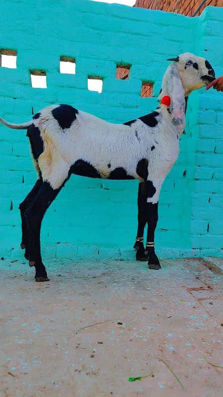 Ambartseri betal bakri for sale 2