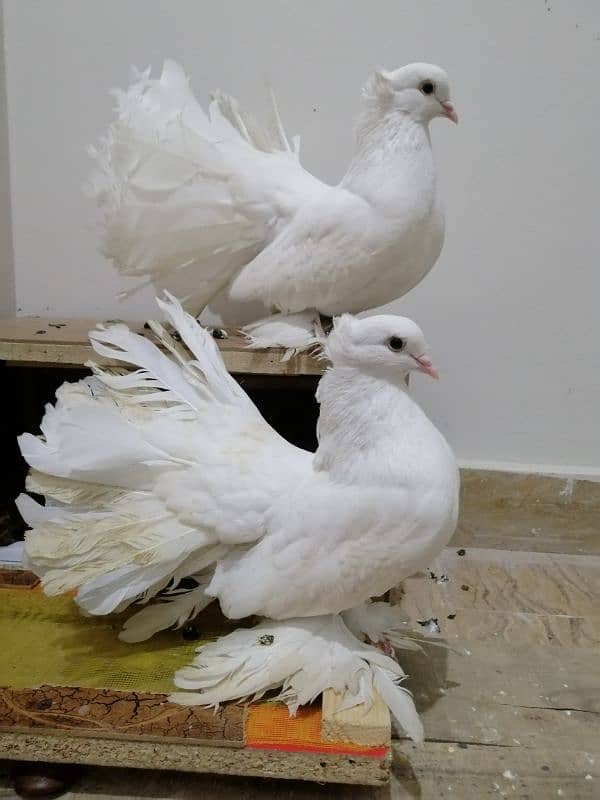 White American Fantail Breeder Pair 0