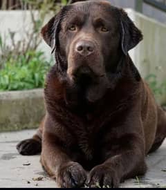 Highest Quality Chocolate Labrador Confirm Stud