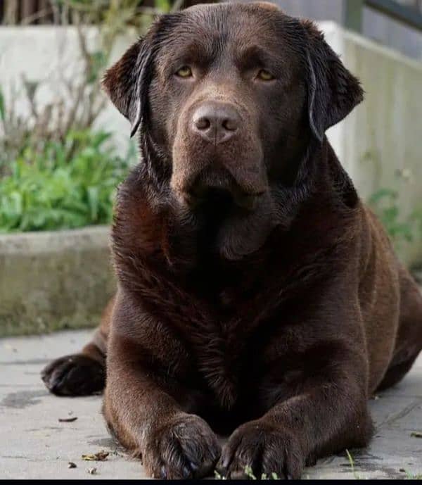 Highest Quality Chocolate Labrador Confirm Stud 0