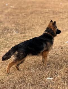 German Shepherd long coat