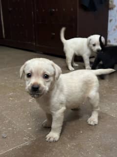 Labrador dog | labra puppies | Labrador puppy |  British Labrador Pups