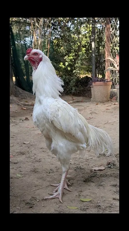 White Heera Aseel eggs, chicks and breeders — photo 2