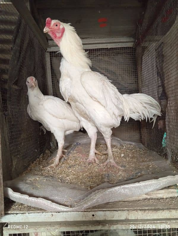 White Heera Aseel eggs, chicks and breeders 4