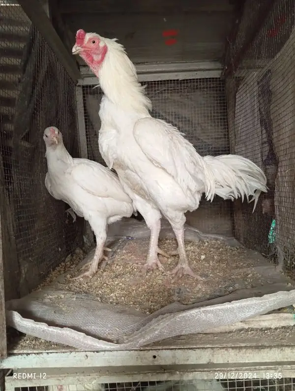 White Heera Aseel eggs, chicks and breeders — photo 6