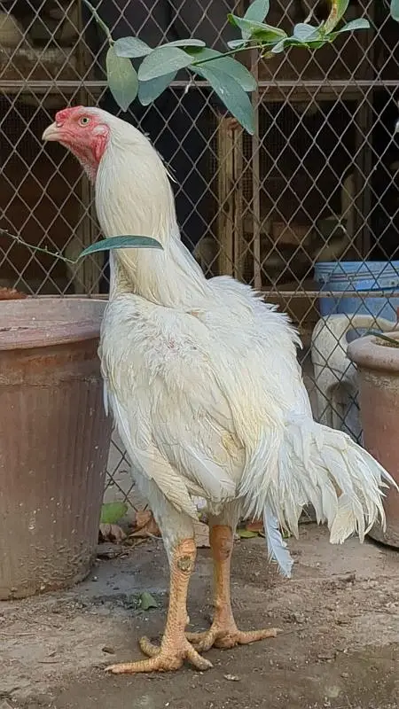 White Heera Aseel eggs, chicks and breeders — photo 7