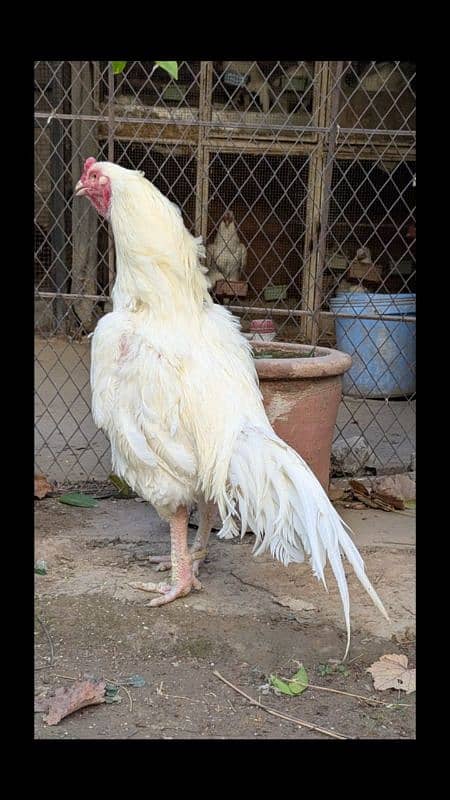 White Heera Aseel eggs, chicks and breeders 7