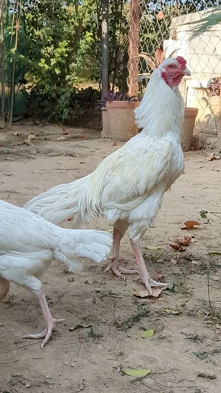 White Heera Aseel eggs, chicks and breeders — photo 9