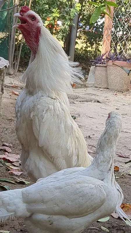 White Heera Aseel eggs, chicks and breeders — photo 11