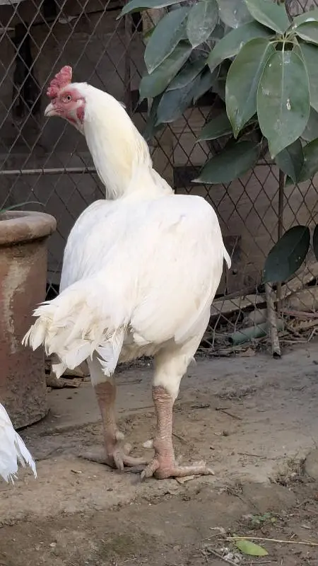 White Heera Aseel eggs, chicks and breeders — photo 12