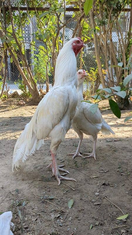 White Heera Aseel eggs, chicks and breeders 12