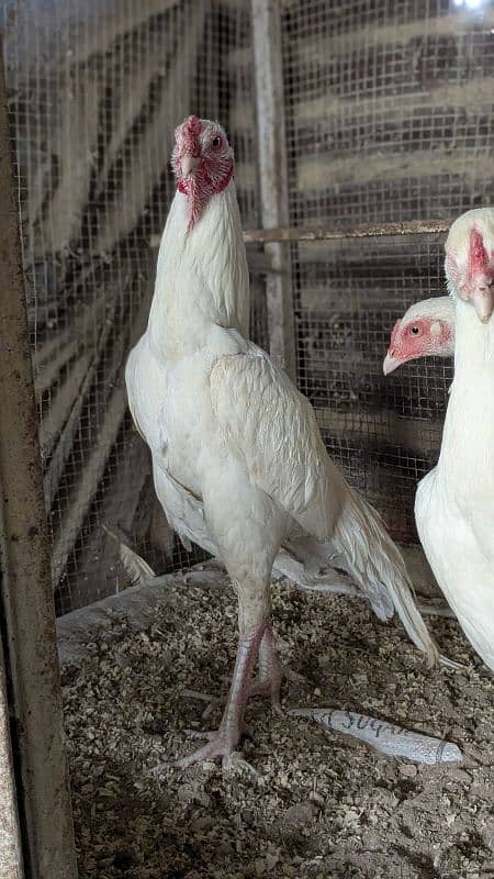 White Heera Aseel eggs, chicks and breeders 15