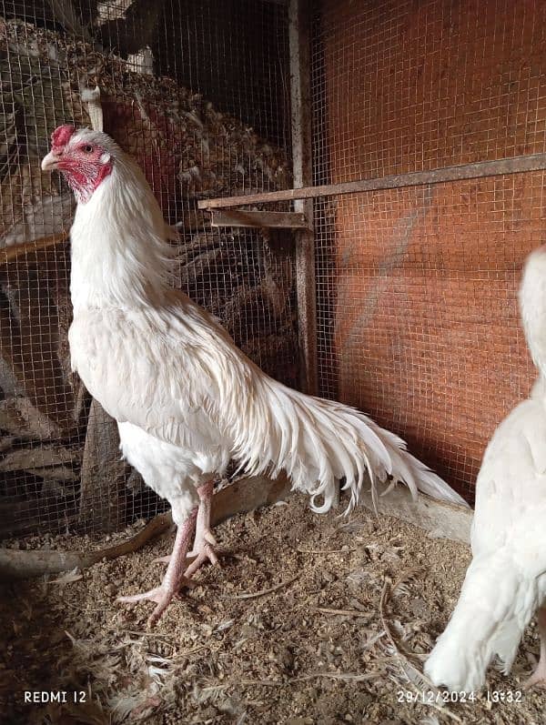 White Heera Aseel eggs, chicks and breeders 18