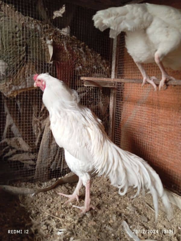 White Heera Aseel eggs, chicks and breeders 19