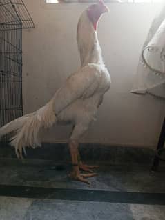 White o shamo chicks king size  avaliable and pure thi pakoya female