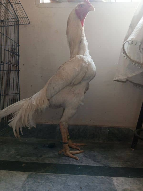 White o shamo chicks king size  avaliable and pure thi pakoya female 7