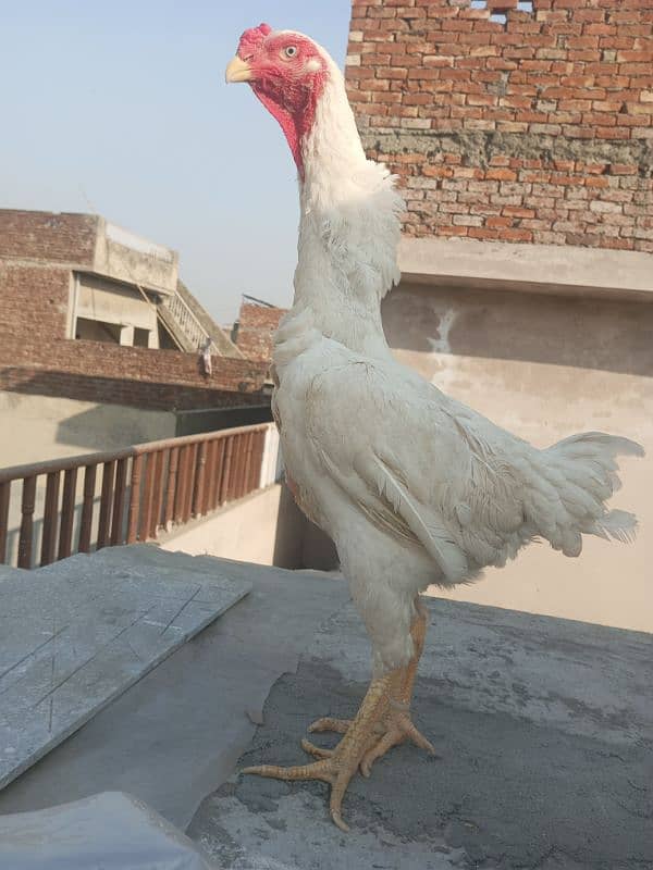 White o shamo chicks king size  avaliable and pure thi pakoya female 8