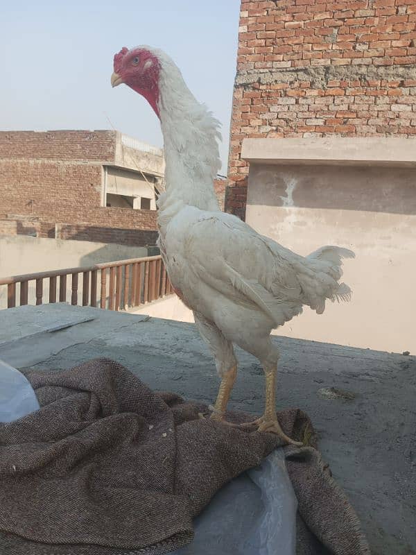 White o shamo chicks king size  avaliable and pure thi pakoya female 9