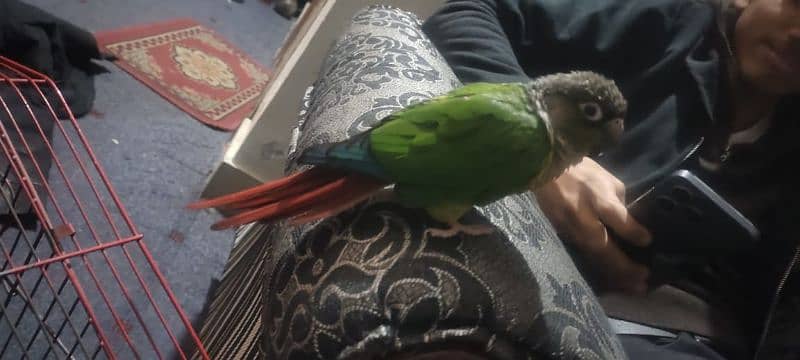 chick green cheek conure parrot 0