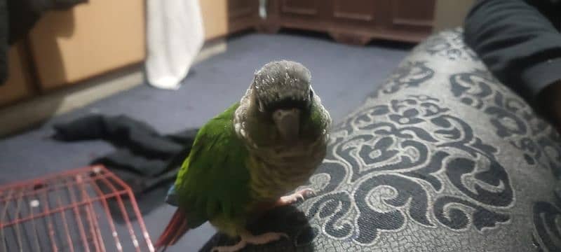 chick green cheek conure parrot 1