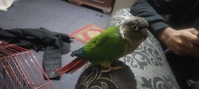 chick green cheek conure parrot 2