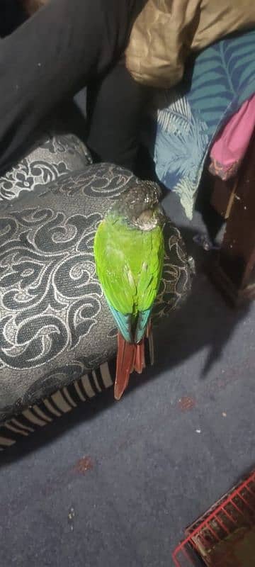 chick green cheek conure parrot 3