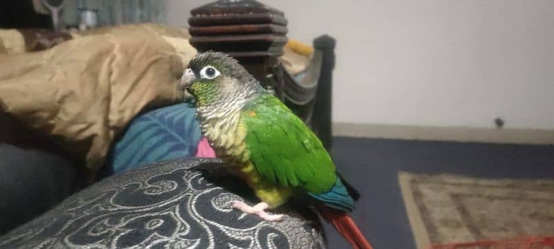 chick green cheek conure parrot 5