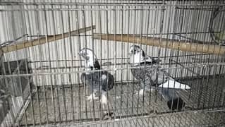 fancy pigeon for sale all